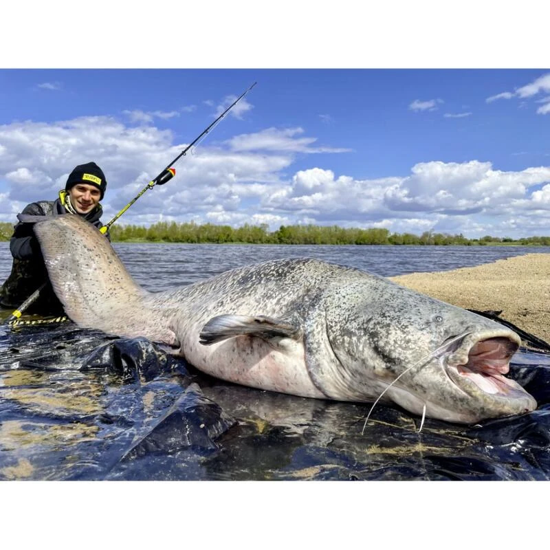 Canne Silure Black Cat Perfect Passion XH-S (462g - 3m00 - Max 350g - 2 - 150cm) 6 Canne Silure Black Cat Perfect Passion XH-S (462g - 3m00 - Max 350g - 2 - 150cm) – Image 4